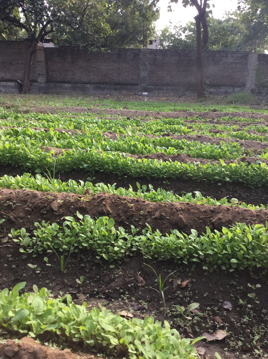 17 day growth of roquette from seed 1200